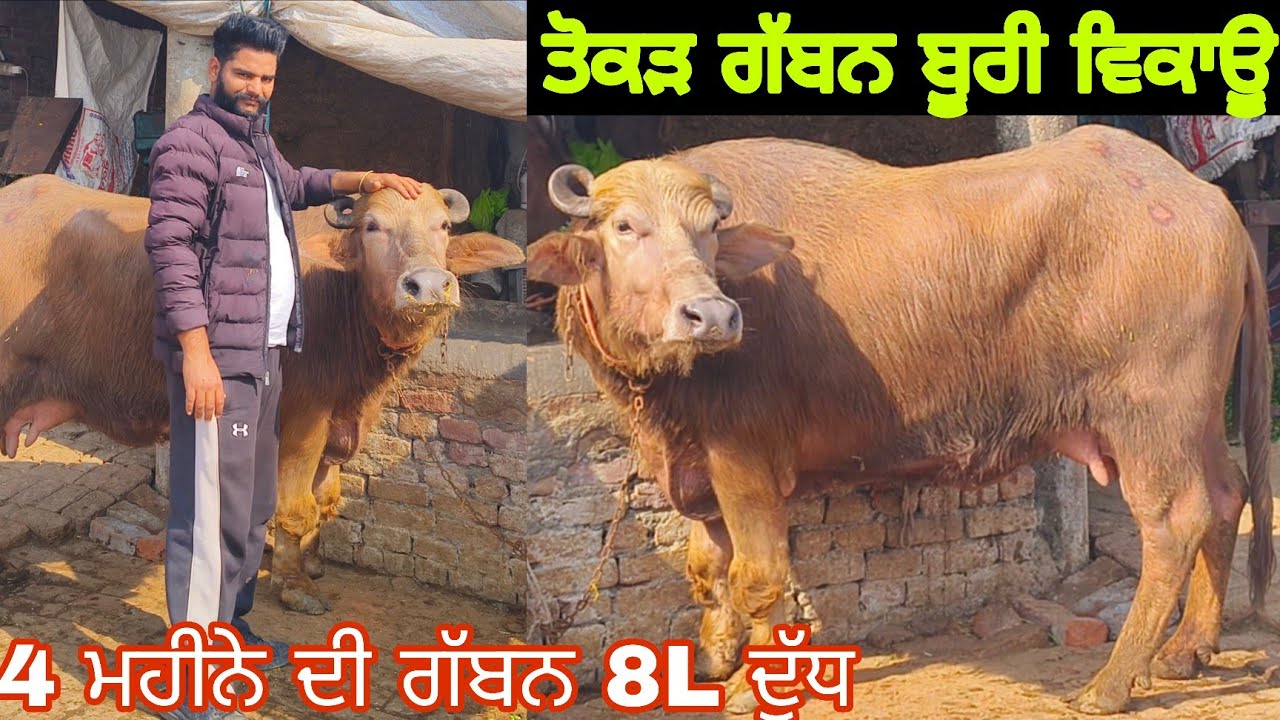ਤੋਕੜ ਗੱਬਨ ਬੂਰੀ ਝੋਟੀ ਬਹੁਤ ਚੰਗੀ ਵਿਕਾਊ 9814560018