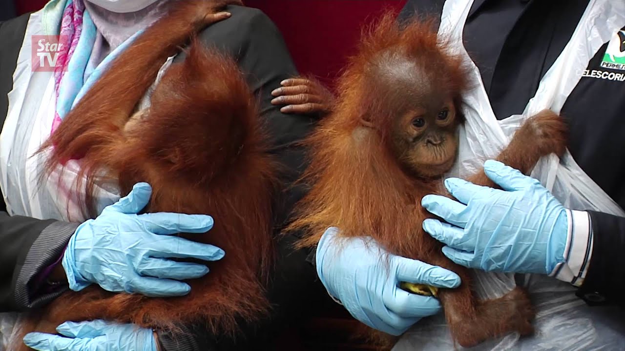 Orang Utan trafficking syndicate foiled