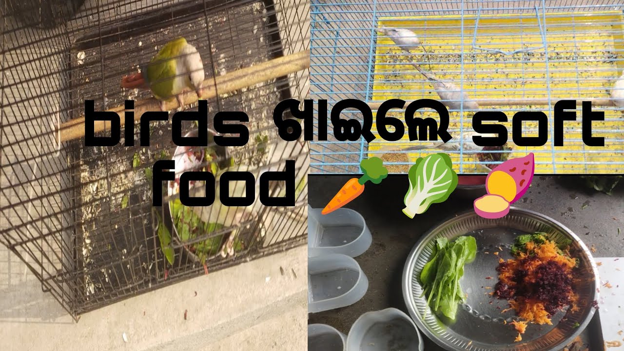 Birds ଖାଇଲେ Soft food 🥕🥝🌰🍠#birds #petvlogger #bajisparrot #food 