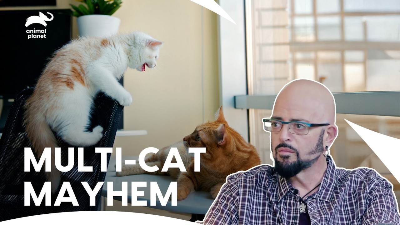 Territorial Cats Disrupt Owners&rsquo; Homes And Lives | My Cat From Hell S6 E2,4,6 | Animal Planet