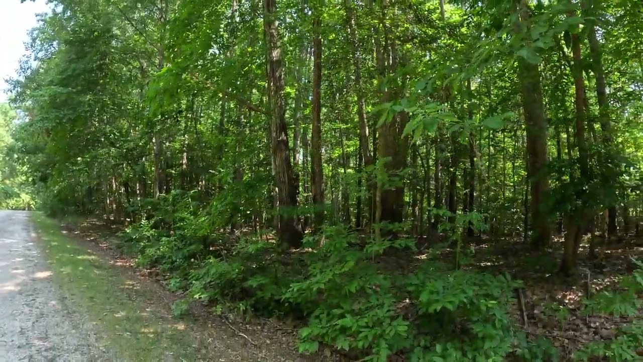 Picture of the tall trees