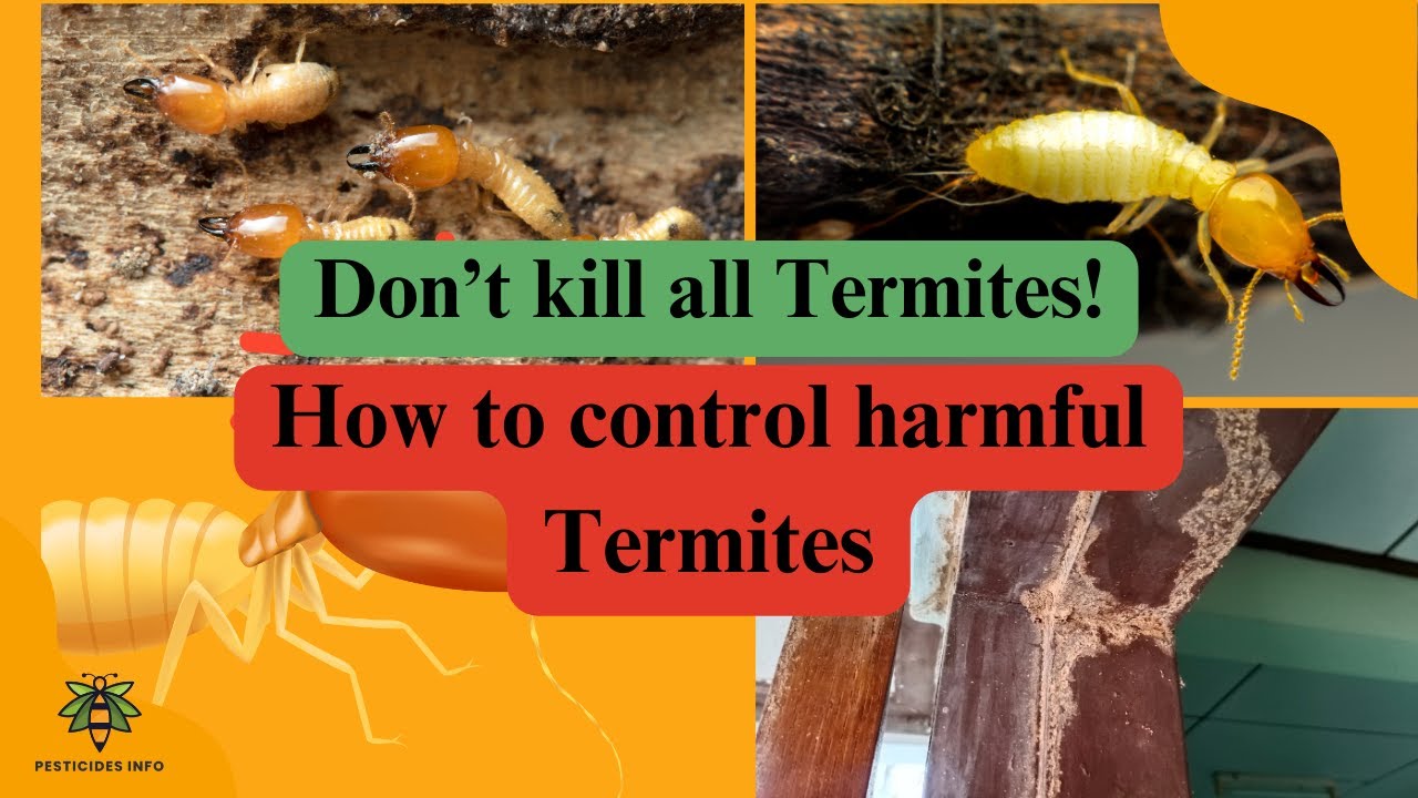 Termites!, The Hidden Helpers Agriculture,  how to kill harmful Termites.
