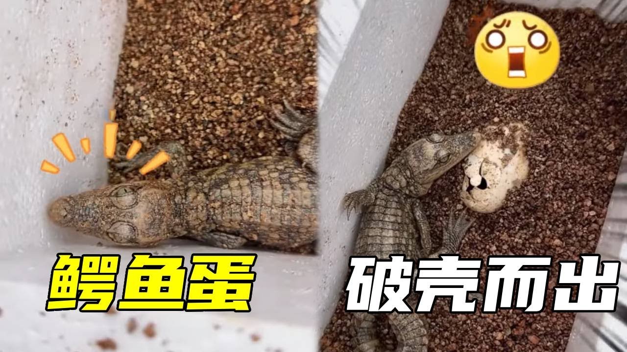 鳄蛋后续来了！之前担心孵化失败，没想到真的破壳而出！【鲁伟学长】