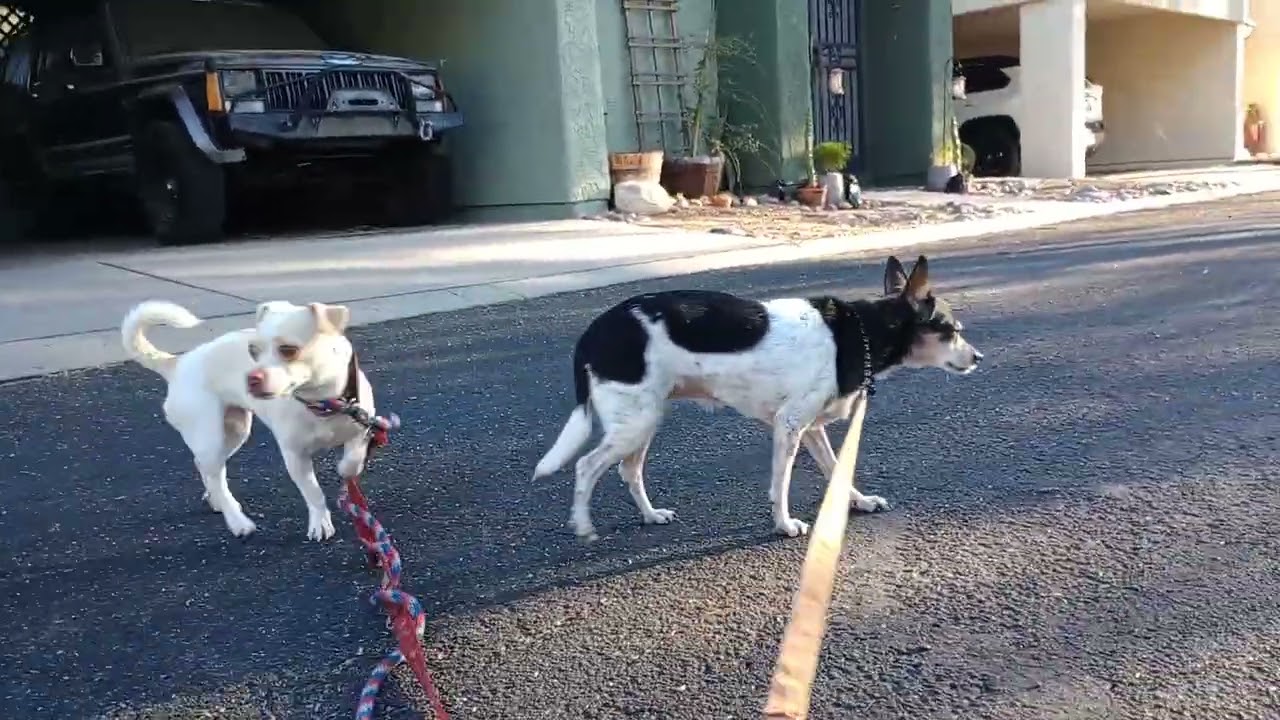 ChaCha Chiquis doggie walk Tried 2 follow old ChaCha's slow lead Chiquis pulls us forward20260214428