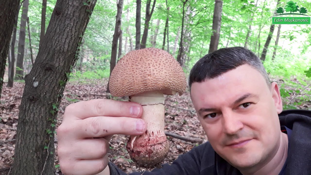 Biserka Gljiva - Amanita Rubescens