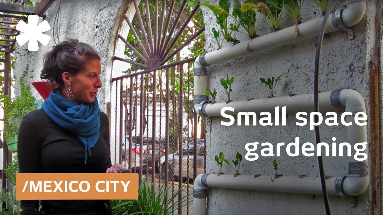 Small space gardening techniques in Mexico City
