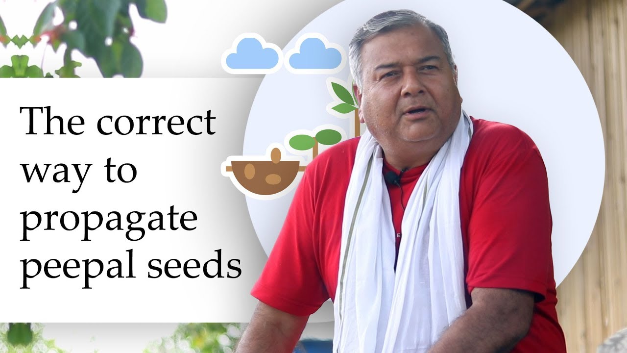 The correct way to propagate peepal seeds | Peepal Baba