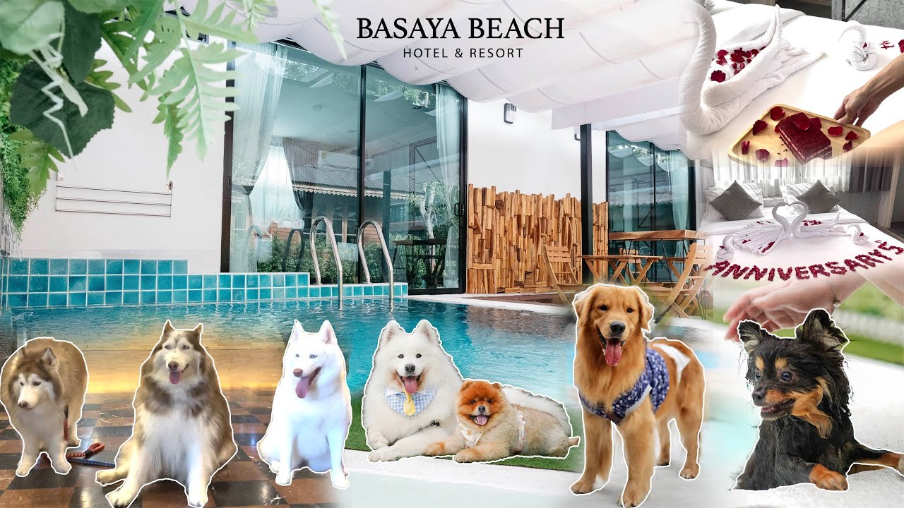 Pet Friendly | Basaya Beach Hotel & Resort