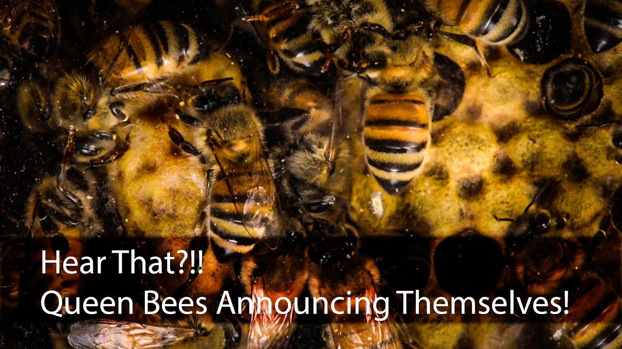 Queen Honey Bee Piping Inside the Queen Cell Inside the hive CLOSE UP
