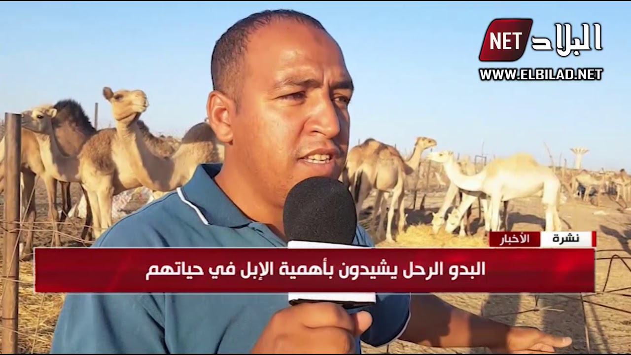 حليب 