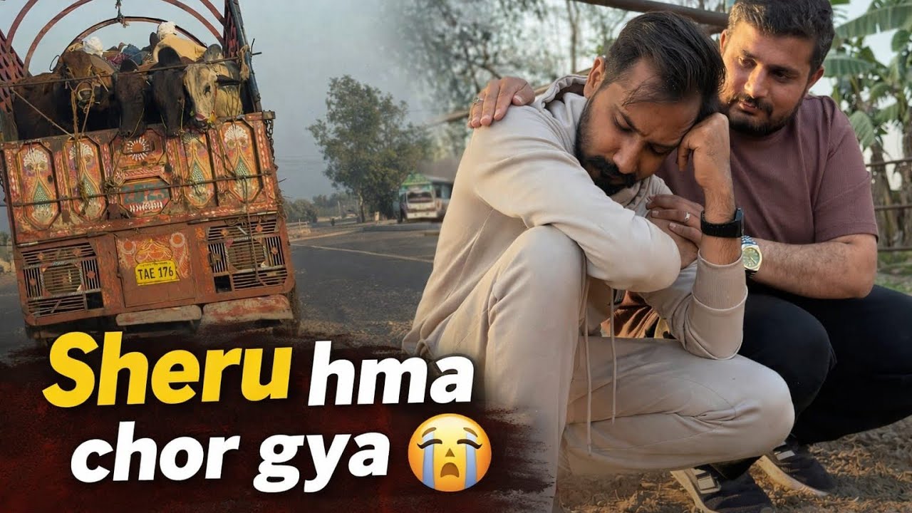 Sheru🐂 hma chor Gya 😭