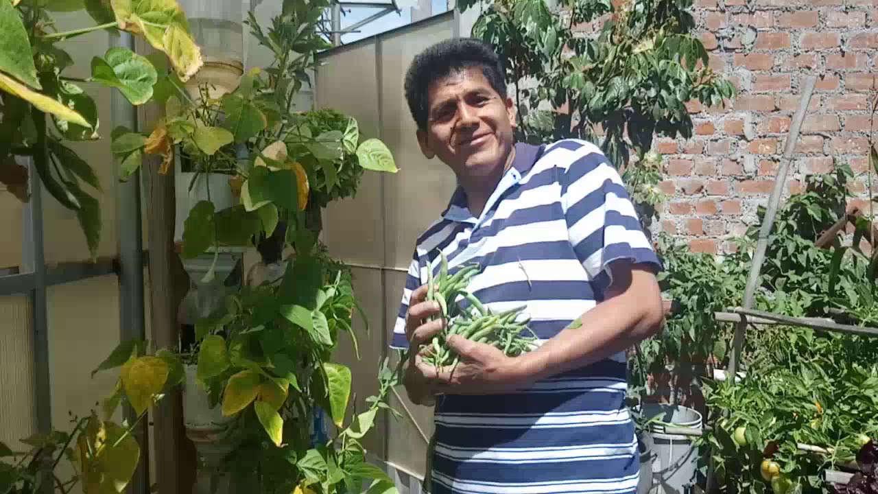 Cultivo en la Azotea   Cosecha de Hortaliza en Azotea
