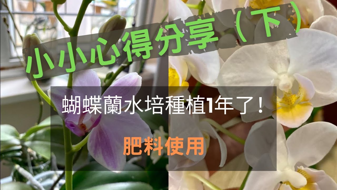 水培1年心得分享（下）