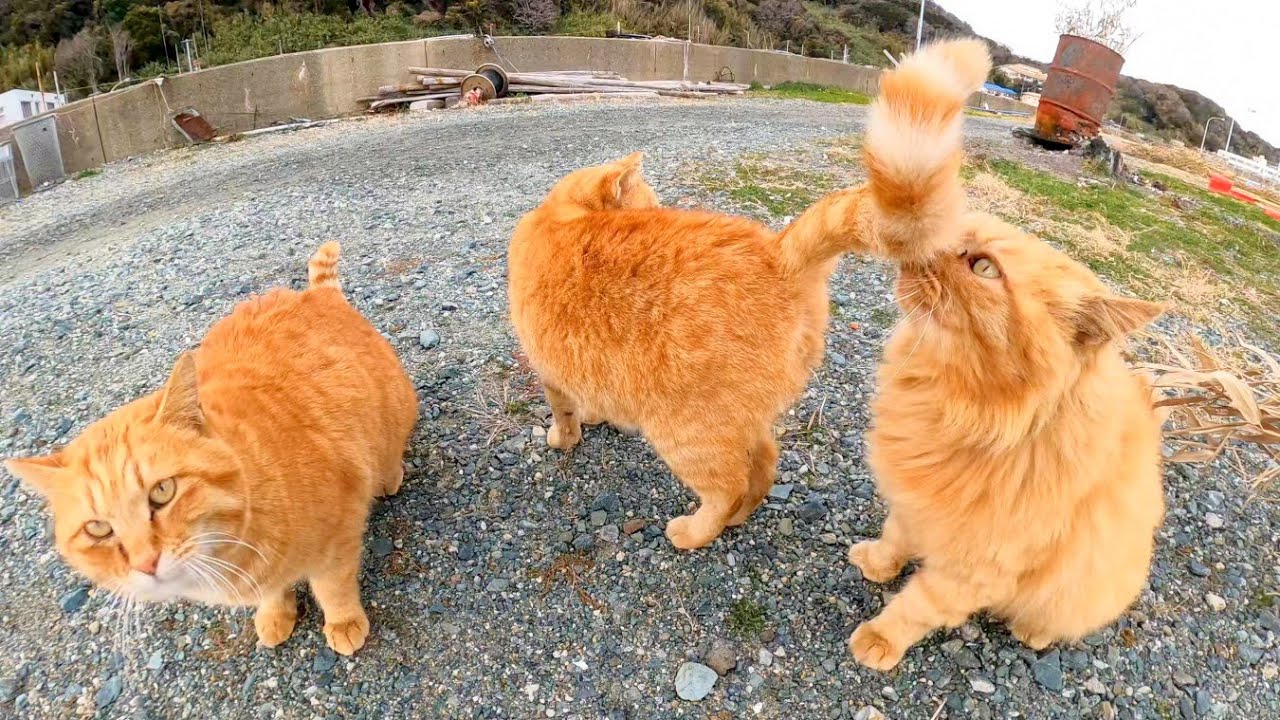 Корпус рыжих полосатых кошек собрался