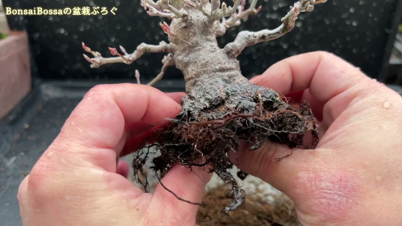 【YMJ4】座がごっちーミニ山もみじの植え替え #盆栽 #bonsai