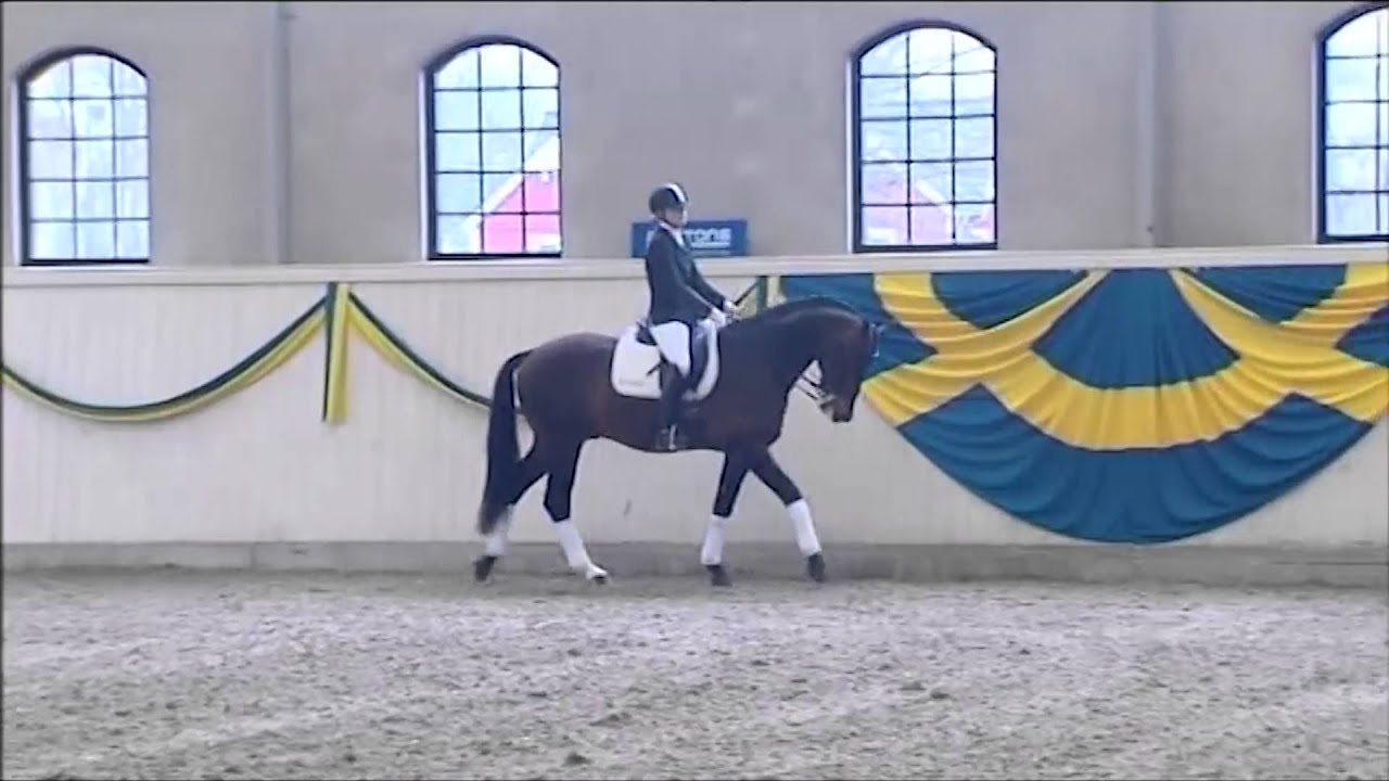 Ampère *2005 by Rousseau - Flemmingh (Stallion Show Sosath 2013)