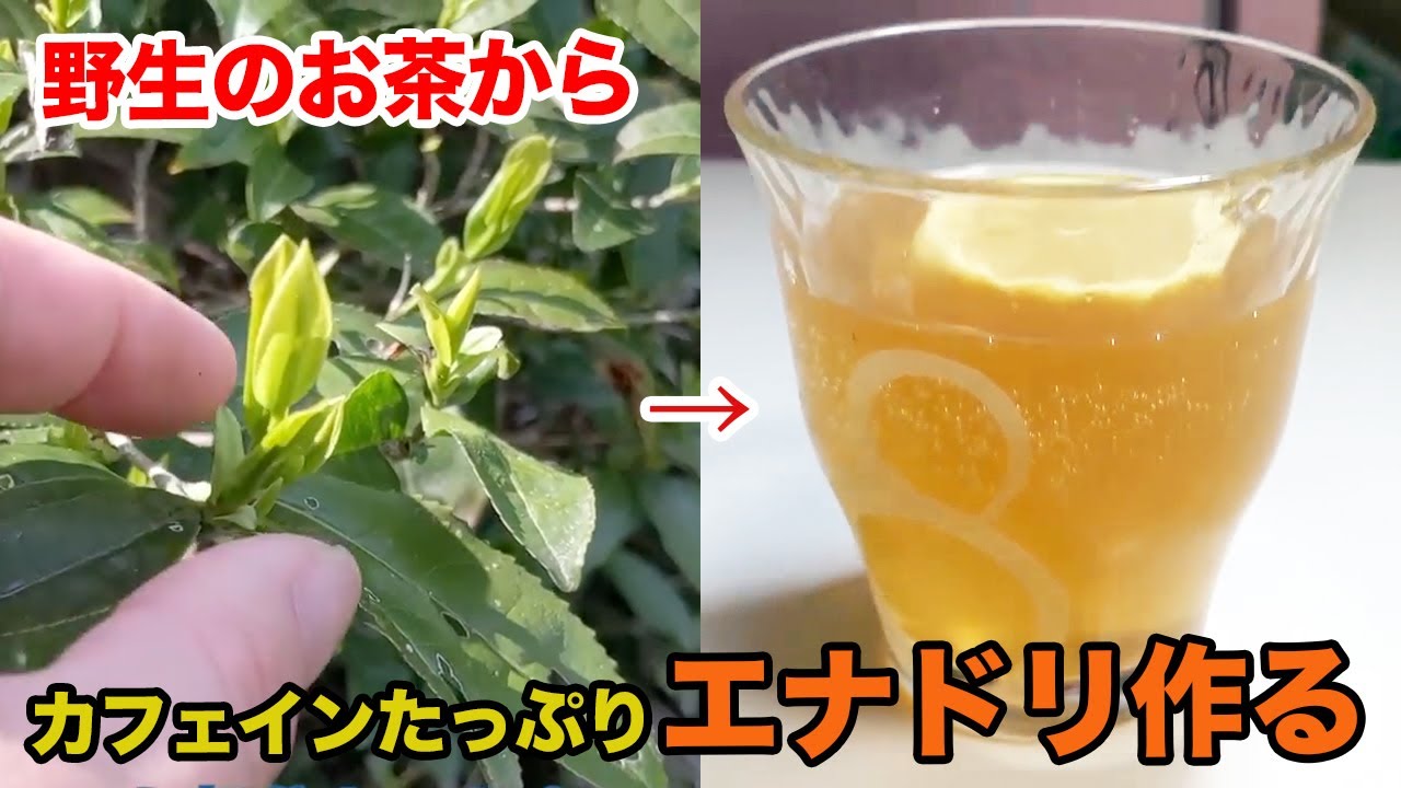 【カフェインでギンギン！】野生のお茶からエナドリ作る