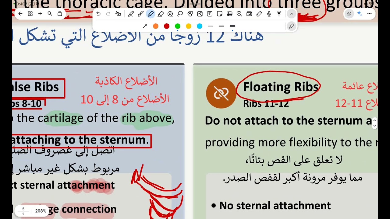 محاضرة3،  التشريح النظري (الجزء الثاني) 