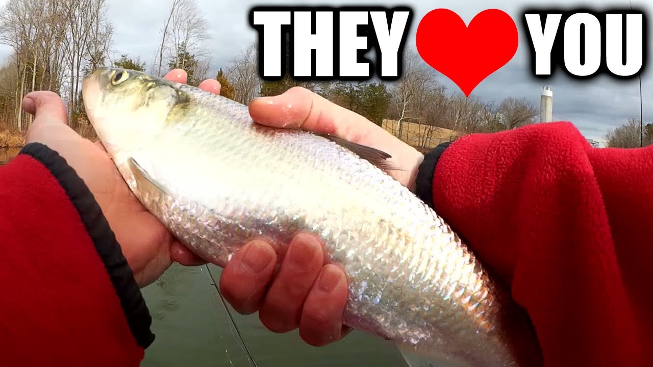 Catfishermen Love these! Fishing For BIG JUICY SKIPJACKS