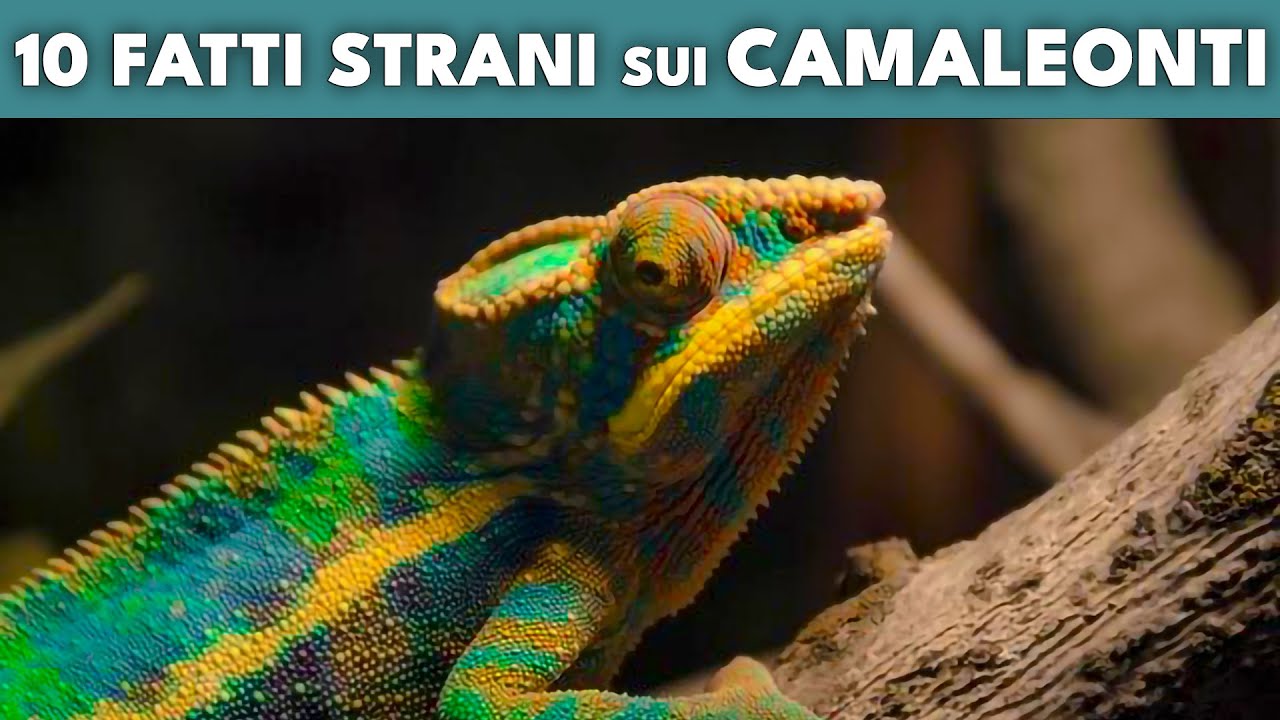 10 CURIOSIT&Agrave; CHE NON SAPEVI SUI CAMALEONTI - The Animal Hou🦎e