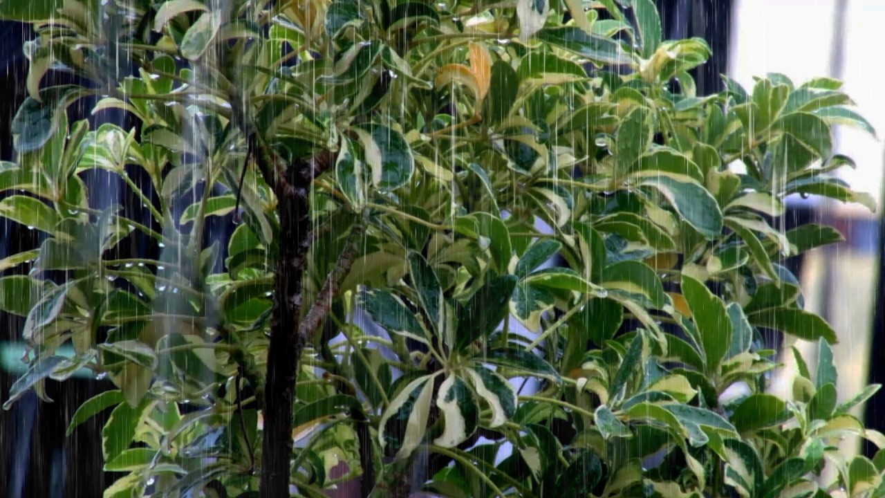 Raining Sound for Sleeping 🌧️ Peaceful Rain Atmosphere to Help You Fall Asleep Fast