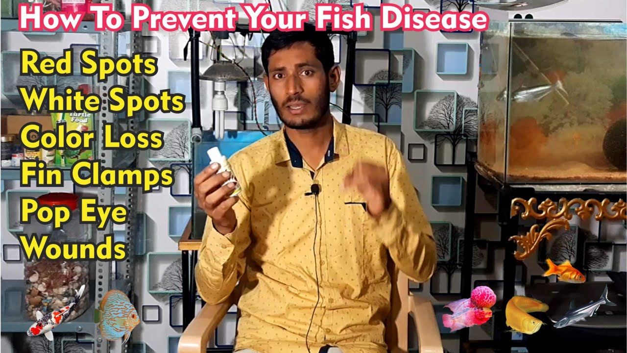 How to prevent your fish , Ick , White spots ,Red spots ,Fin rot , Colour Loss & Pop eye
