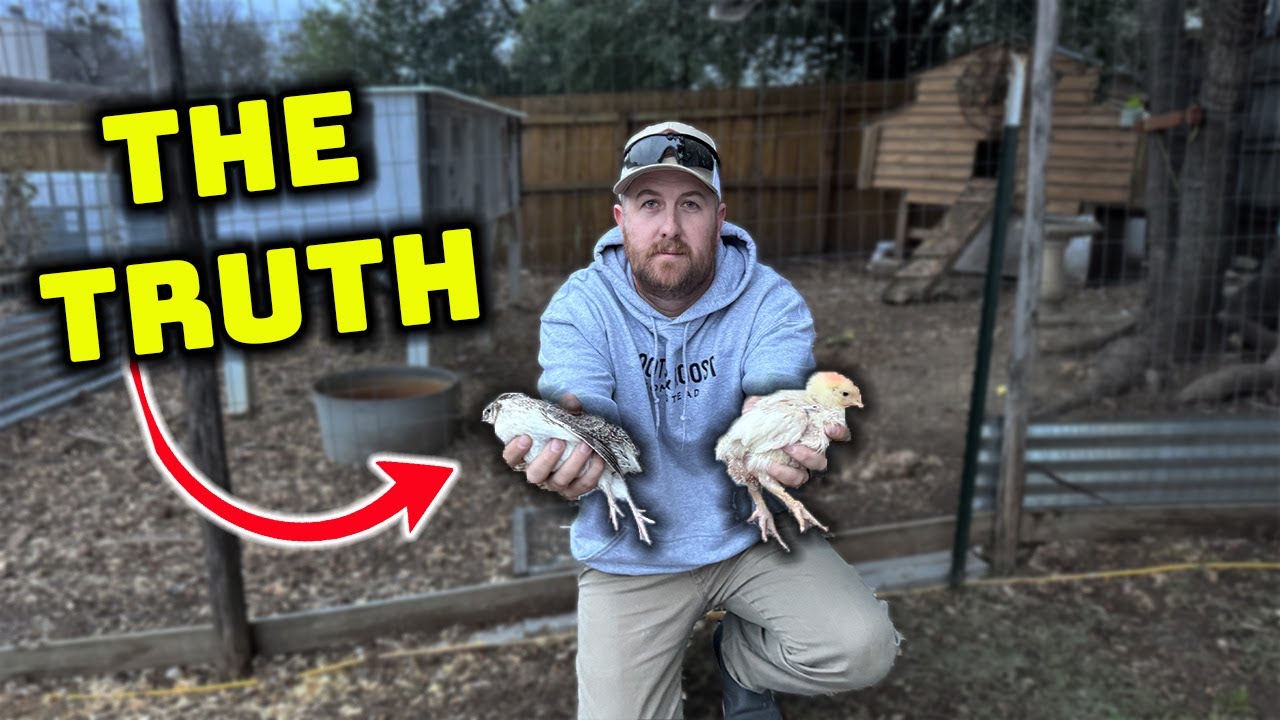 Quail vs Chickens: What Beginners NEED to KNOW First ‼️