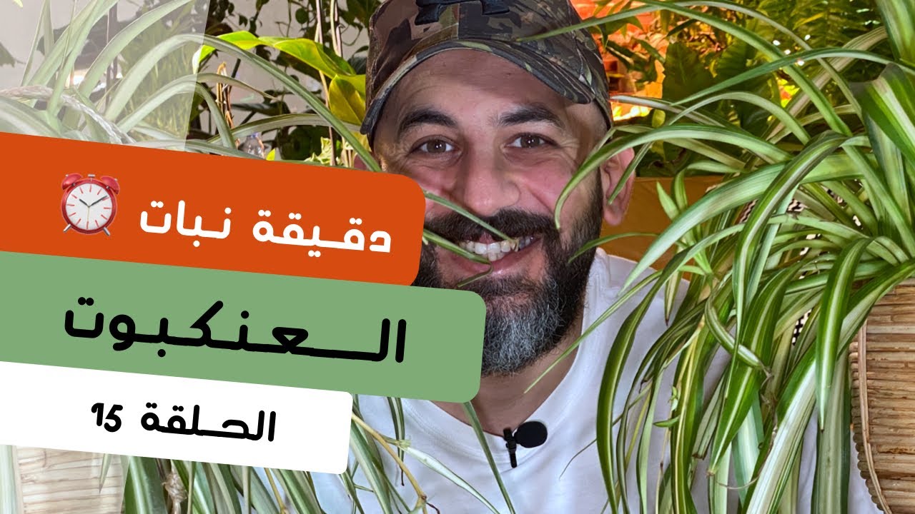 دقيقة نبات |١٥| طرق العناية بنبات العنكبوت
Spider plant care - quick tips