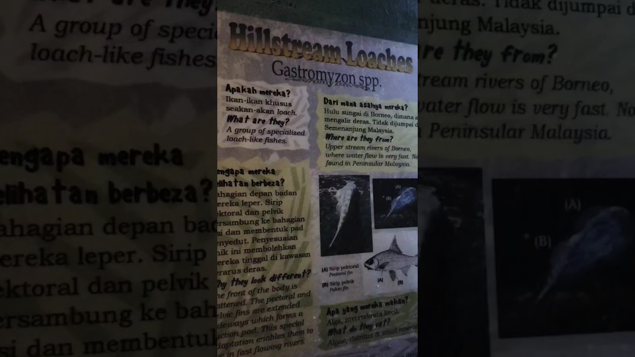𝐤𝐢𝐧𝐝 𝐨𝐟 𝐟𝐢𝐬𝐡, Hillstream loaches #short #fish #animals #loaches #knowledge