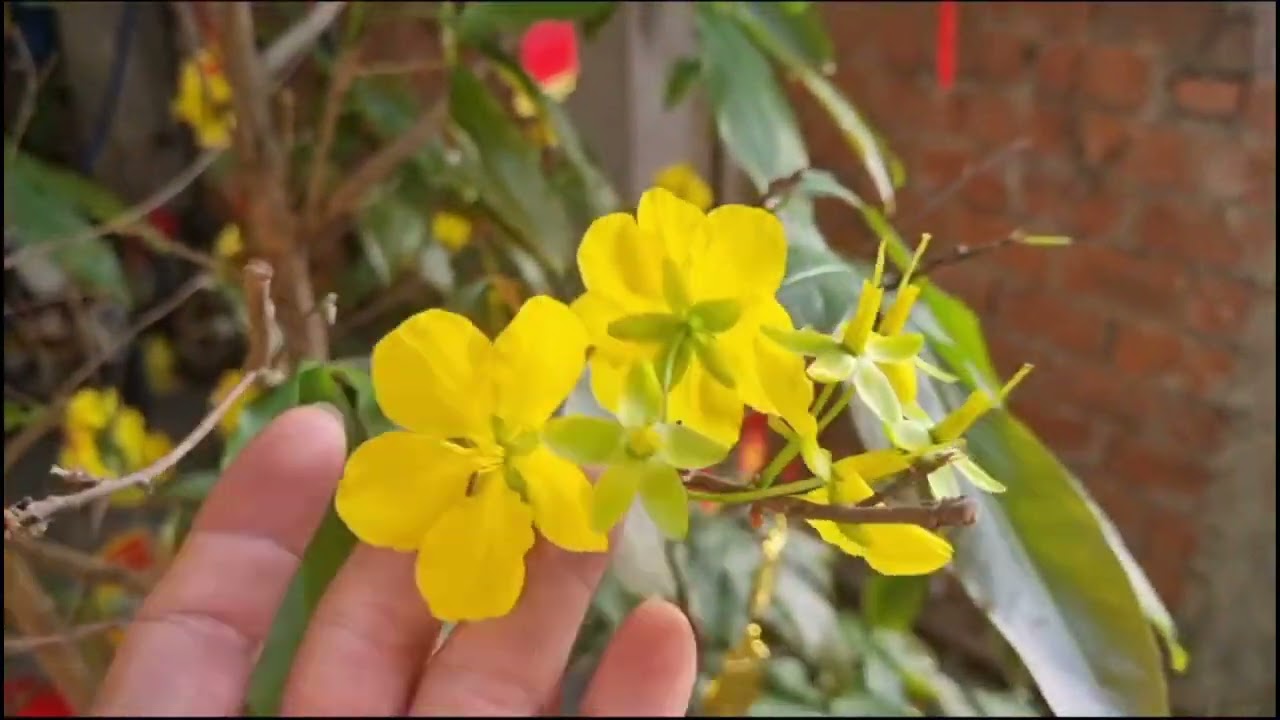 🙆Ngắm mai nở bên nhà vợ vào mùng 1 tết💐💐💐