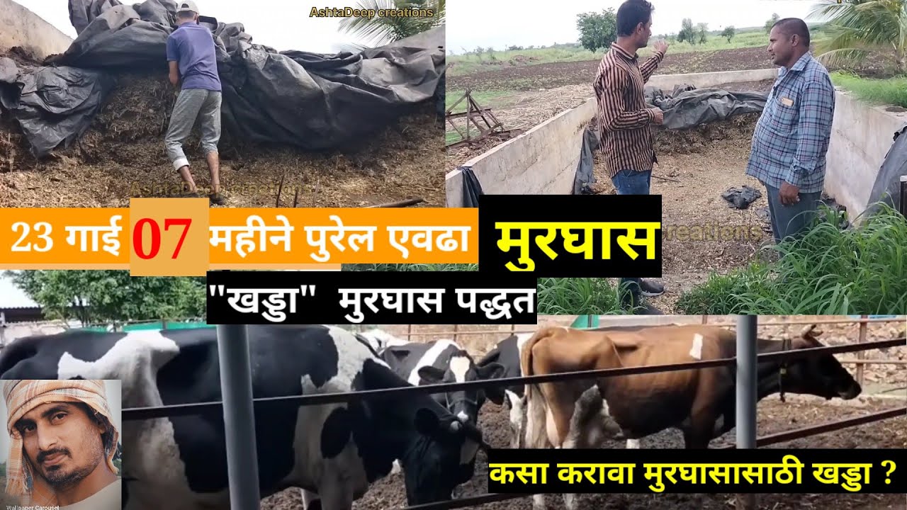 #23 गाई 07 महीने पुरेल एवढा मुरघास #मुरघासासाठी खड्डा पद्धत #यशस्वी दुग्ध व्यवसाय