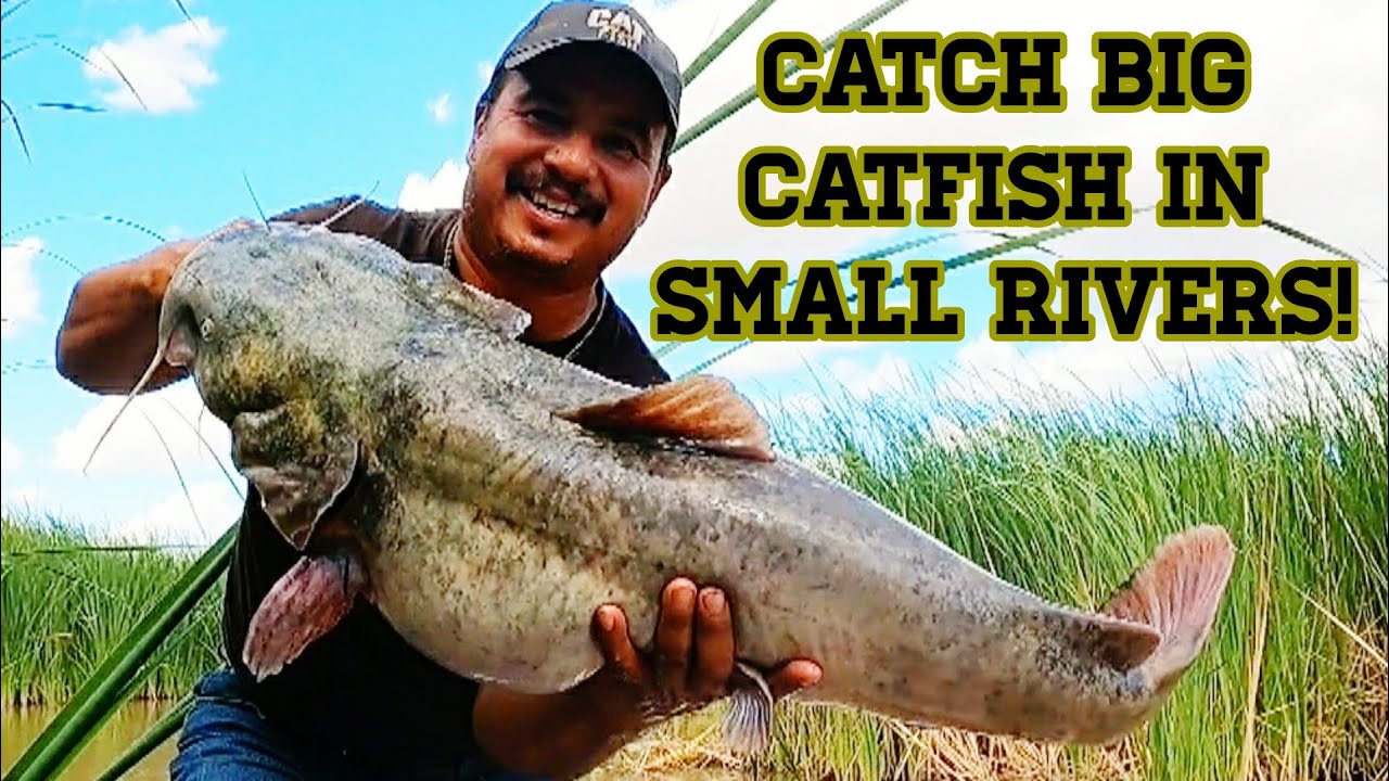 These MONSTER Flatheads Are Thriving In This Muddy River!