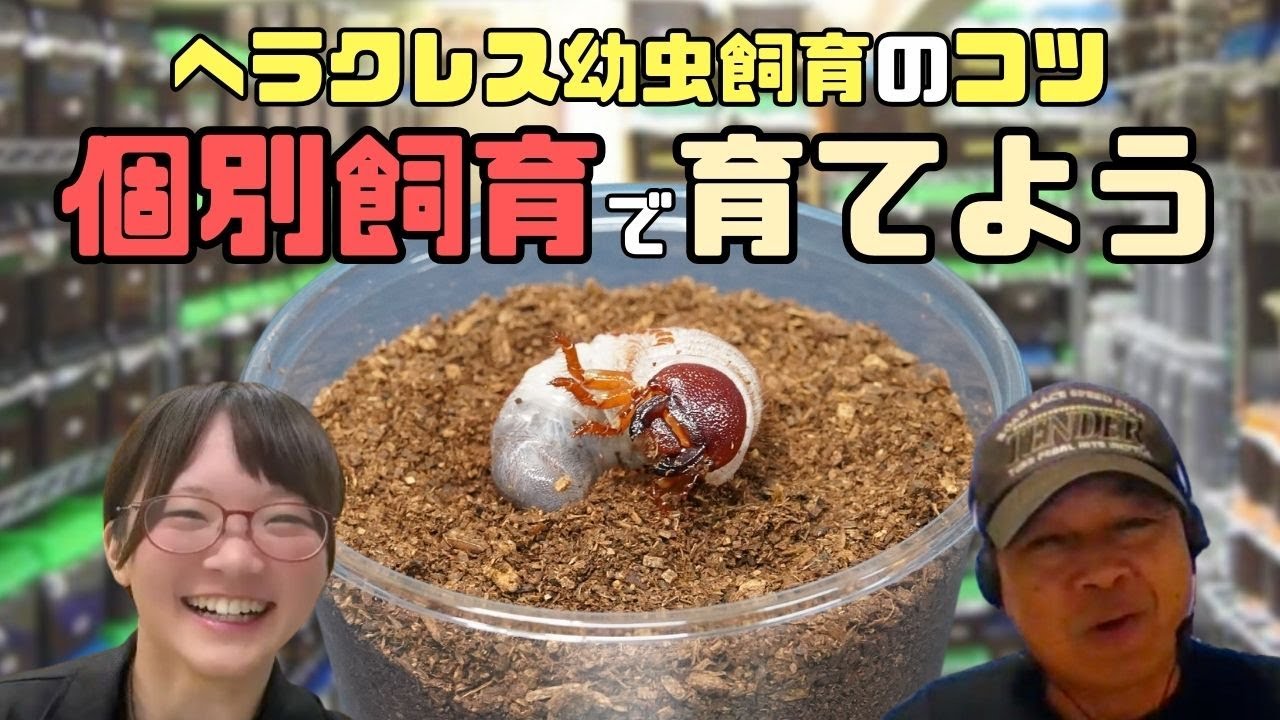 ヘラクレスオオカブト飼育方法！大きくさせるコツは、個別飼育！！｜【クワカブ広場】名人Shihoのクワカブ飼育相談室！会員は無料で配信中！〈10月20号〉#カブトムシ #クワガタ #昆虫 #幼虫飼育