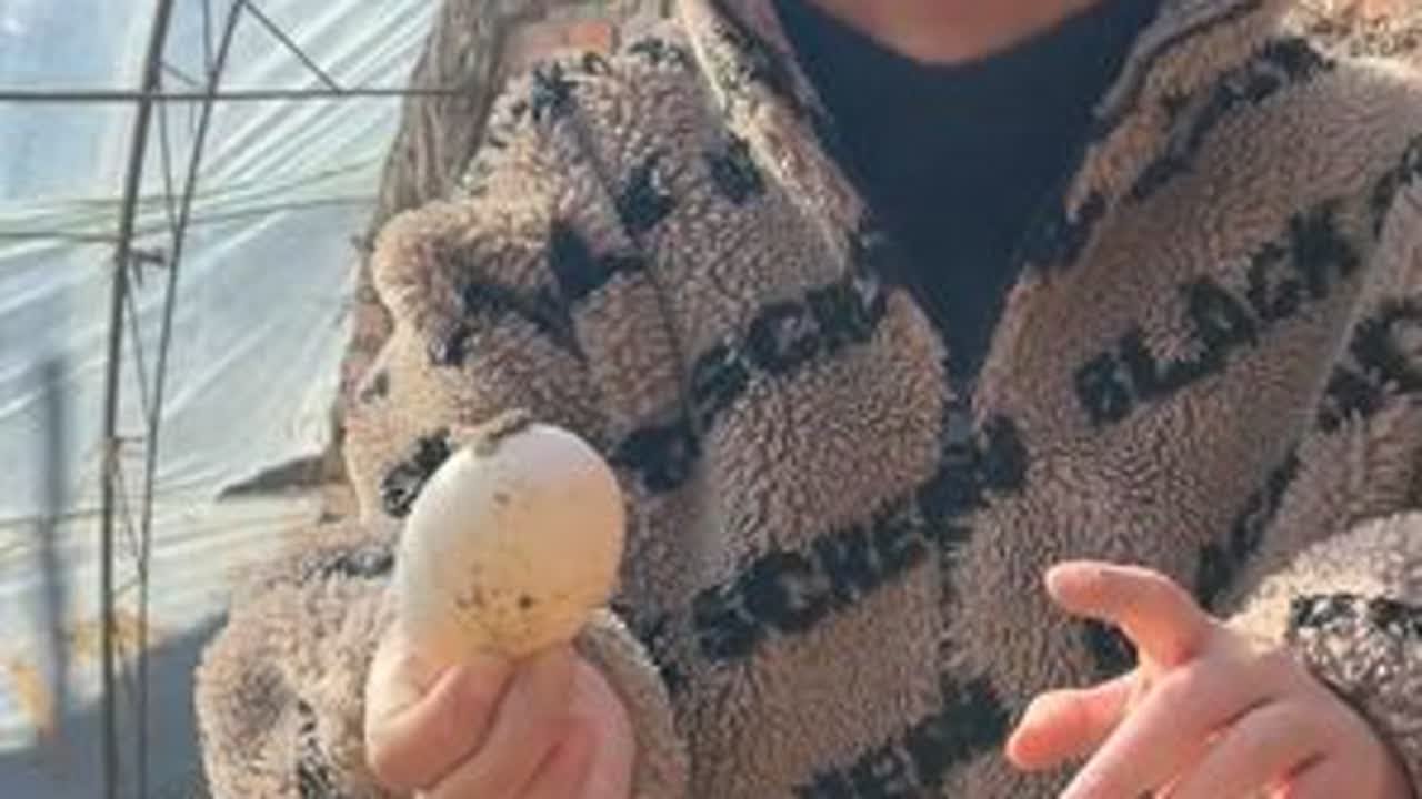 今天下午2点直播，需要土鹅蛋的家人们别错过！没有腥味的鹅蛋哦 #热点 #记录真实生活 #农村生活 #生活 #鹅蛋新鲜农家散养