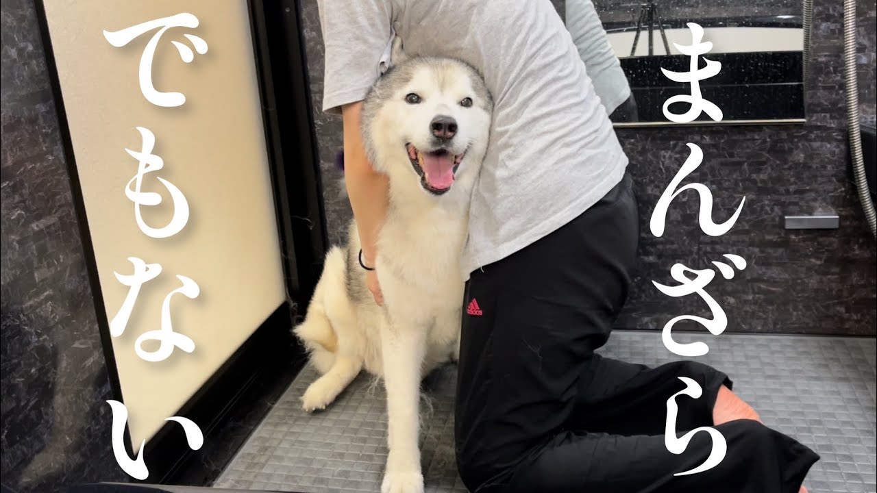 無惨にも捕獲され腕の中にすっぽりと収まって抜け毛を回収されるシベリアンハスキー