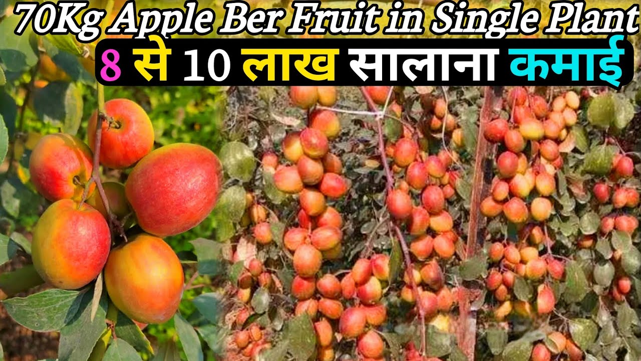 8 से 10 लाख सालाना कमाई  बेर की खेती से / Miss India apple ber/2026: में A TO Z जानकारी
