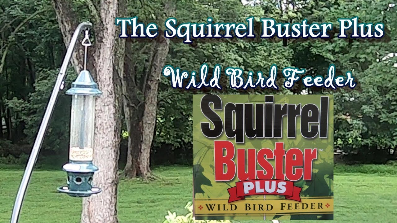 Squirrel Buster Plus Wild Bird Feeder Review