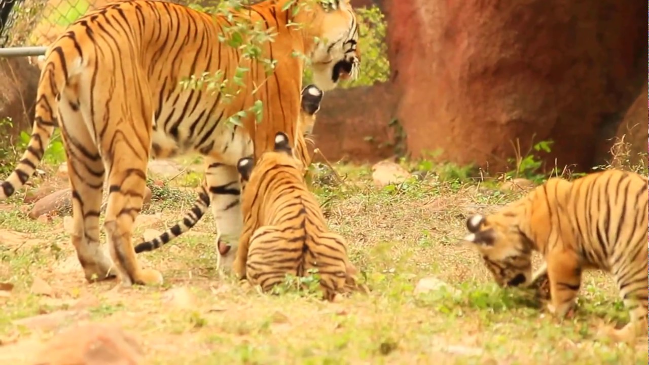 Royal Bengal Tiger Cubs in S V Zoo Park .Tirupati part 3 video