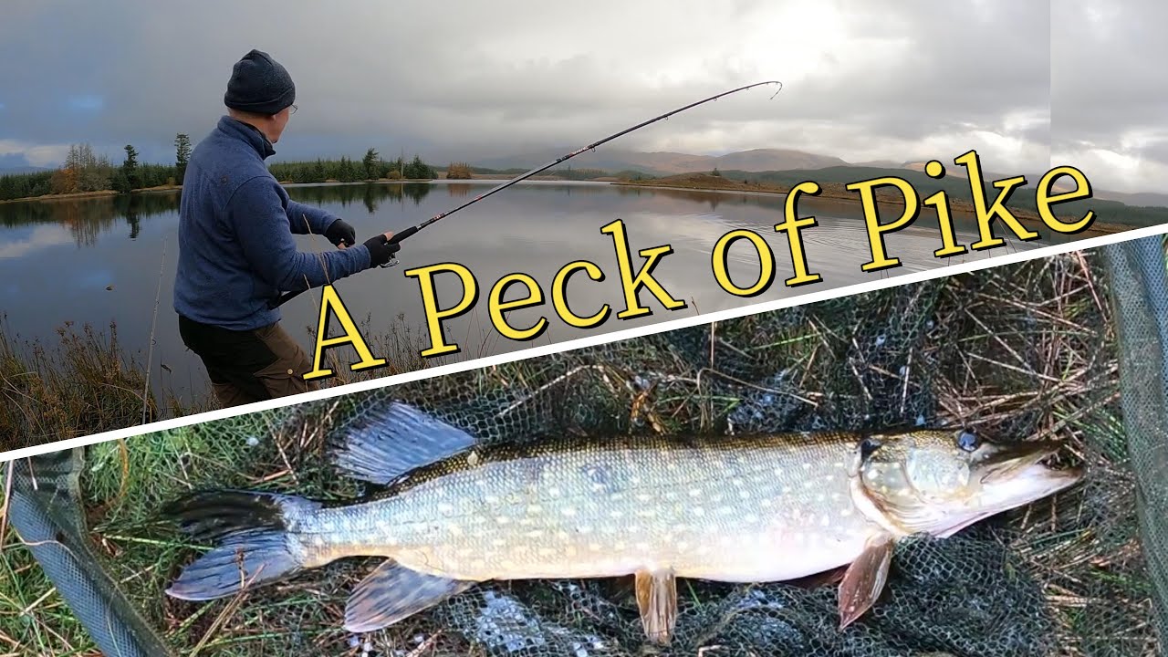 A Peck of Pike