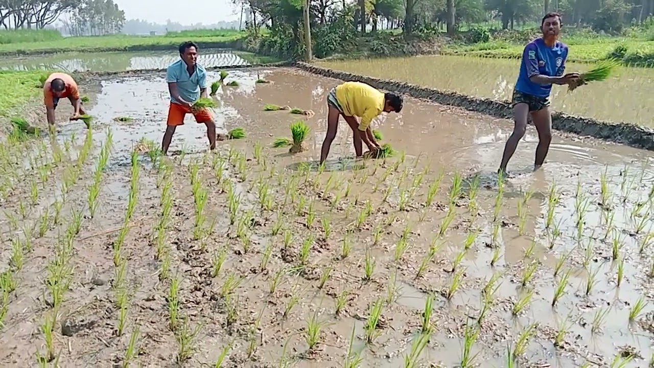 জমিতে ধান লাগানোর সময় #viral #viralvideo #foryou #view #videos #for #video