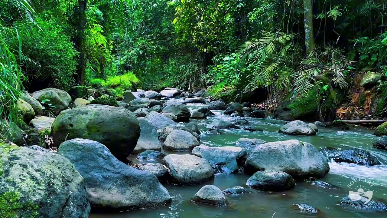 Relaxing Forest River Sounds at Night | Calm Flowing Water Ambience