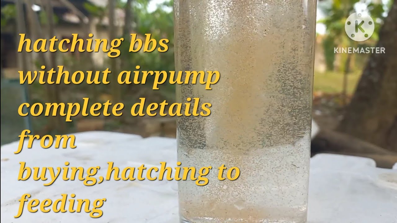 Hatching BBS Nang Walang Air Pump Complete details from buying to preserving