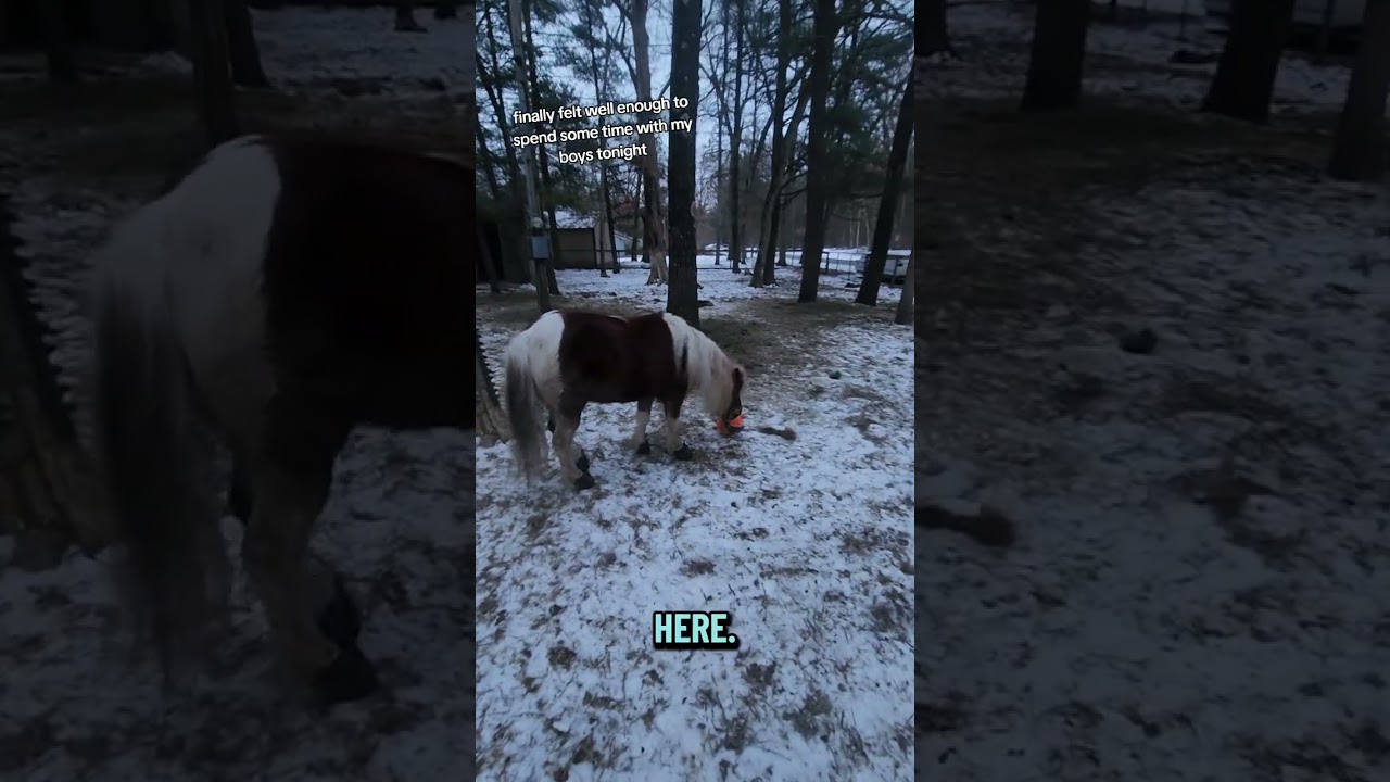 Mini Service Horses Pasture Time 🐴❄️ Charlie in Equine Fusion Shoes & Fred Gets Jealous!