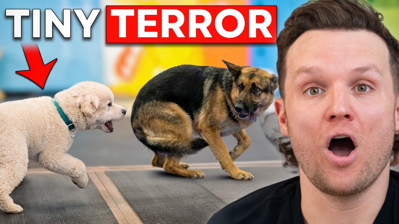 This Tiny Dog Makes Every Walk a Nightmare
