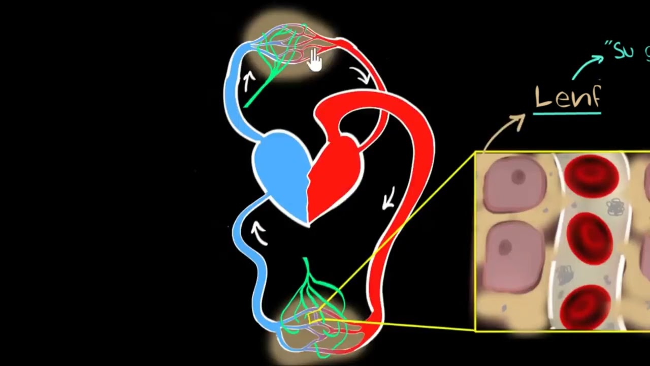 Lenf ve Lenfatik Sistem (Lenf Sistemi) (Sağlık Bilgisi ve Tıp)