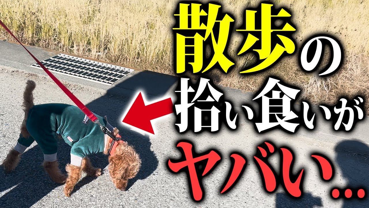 散歩の拾い食いに超効果的なしつけ法4選！