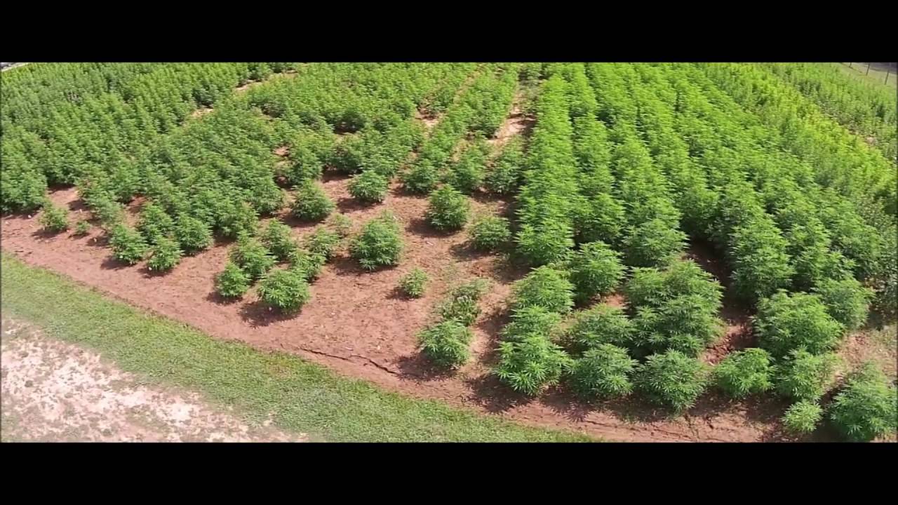 University of Mississippi cannabis garden, 2014