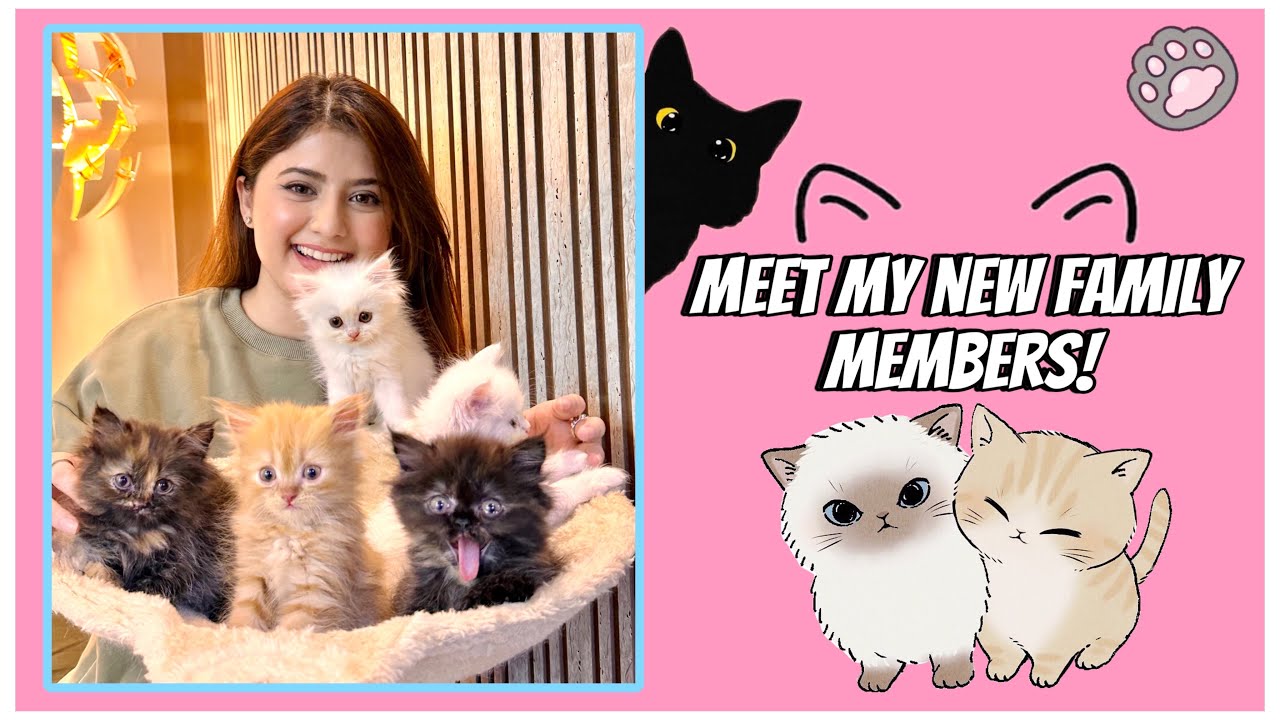 My new cats🐾 | Arishfa khan