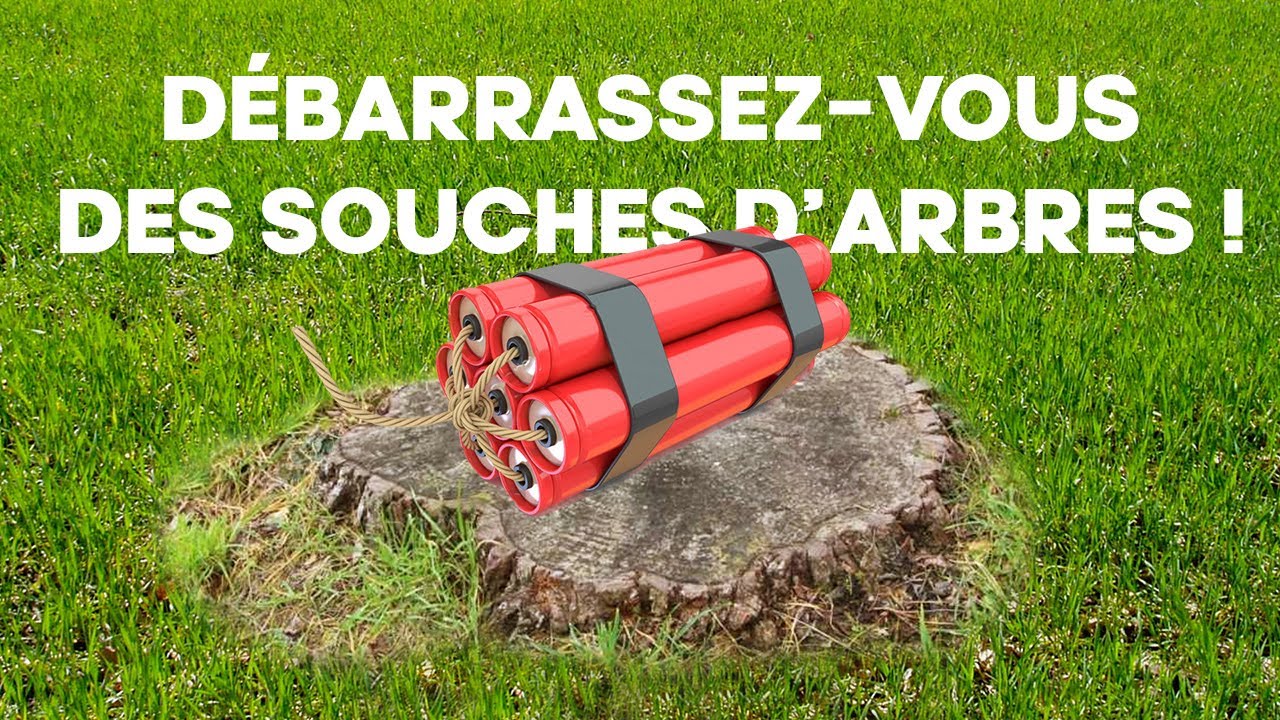 Se débarrasser des vieilles souches d'arbres avec une rogneuse.