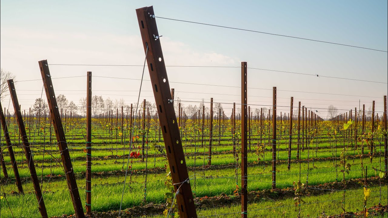 Pali per Vigneti in CORTEN | Cipriani Profilati